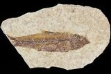 Small, Knightia Fossil Fish - Wyoming #47508-1